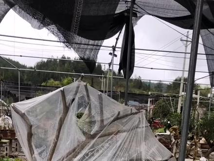 映山红套袋#盆景#盆景教学#一分钟干货教学