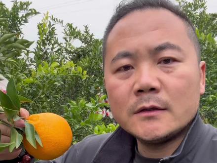 想吃耙耙柑的注意!!! #内容过于真实