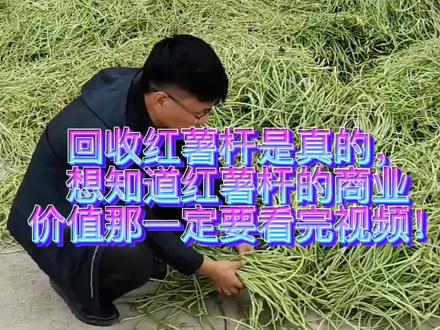 了解红薯杆回收真假,就看完红薯杆的商业价值是什么#来抖音学农技 #知识分享 #红薯杆#红薯杆收购 #三农