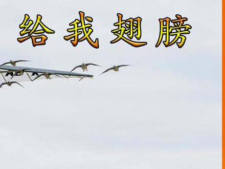 男孩带着大雁迁徙 结局让你意想不到#我的观影报告 #创作灵感 #萤火计划