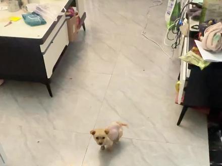 谁会狗语啊,我听不懂,他一直在喊我过去#流浪狗 #小狗 #土狗 #狗语