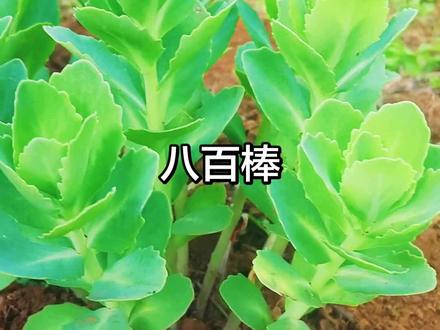 绿植养护分享 八百棒