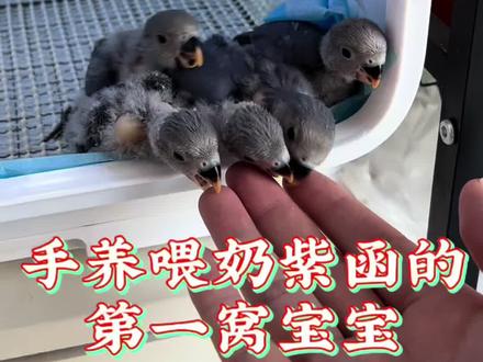 辛辛苦苦一天四顿奶的回报是我替紫函拉扯大了五个孩子#牡丹鹦鹉 #鹦鹉 #喂奶 #半毛 #朱阿朱