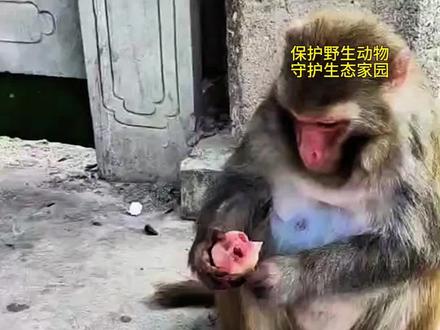 母猴制作猴绳 #猴绳 #神奇动物在抖音