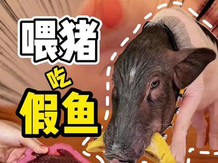 🐟今天吃:山楂鱼&糯米鱼🐟 #猫咪的视频 #萌宠出道计划 #小香猪#宠物吃播 #萌宠迷惑行为