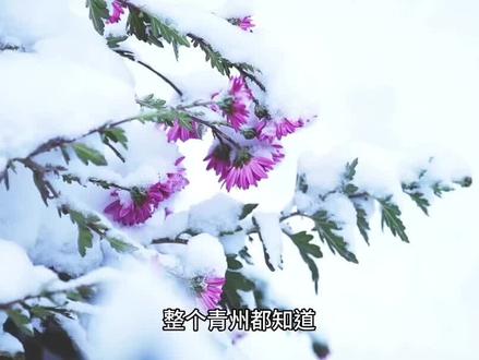 “床甲”裴南苇#雪中悍刀行