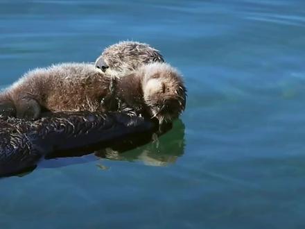 这就是母爱,水獭妈妈独自抚养孩子,牵手的水獭不是情侣而是母子 #万物皆有灵性