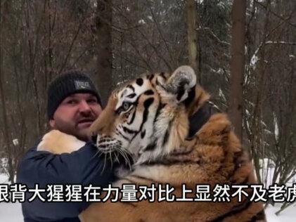 一拳重达两吨,当银背大猩猩遇上东北虎,二者谁才是真正的王者?#动物科普 #涨知识 #科普知识 #内容启发搜索 #科普一下