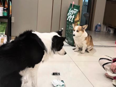 边牧:这能有难度? #柯基 #边牧 #狗狗的心思都写在脸上了