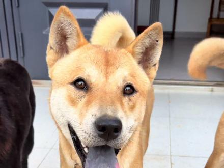 你们觉得这样可好😄筒副官😄@瓜豆-加密狗 #祖宗严选的小狗就是靠谱 #创作者中心 #创作灵感 #精神小狗 #中华田园犬