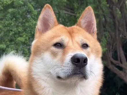 中华田园神狗#中华田园犬 #五红犬 #宠物知识 #宠物