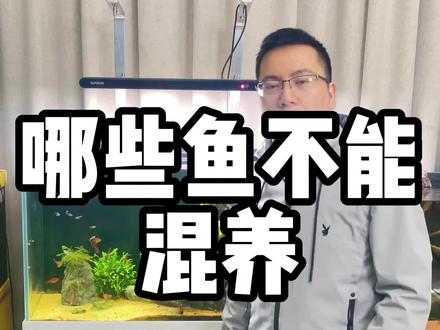 你知道有哪些鱼儿不能混养在一起,一起来看看!#养鱼 #鱼缸 #水族 @抖音小助手