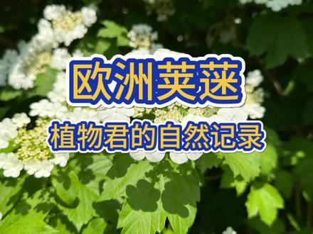 欧洲荚蒾,精明的花,绝对不做赔本买卖。#抖音自然植物