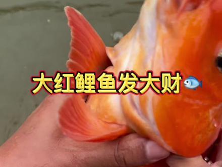 这大红鲤鱼太像样了😁😁看到这条大红鲤鱼的老铁今年都发大财行大运💰💰💰#在冬日阳光下钓个鱼吧 #原来钓鱼才是抖音运动顶流 #钓鱼的乐趣只有钓鱼人懂 #钓鱼人就是这么疯狂 #今天的收获