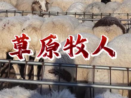 草原的冬天特别冷,零下二十多度,开始给羊喂玉米#记录真实生活#牧民#牧区生活