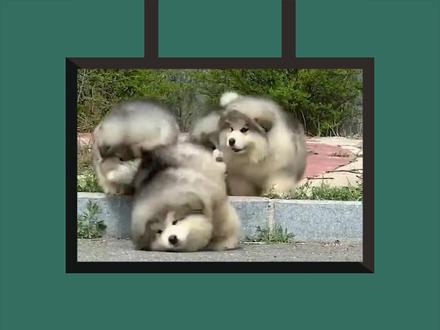 好开心~@傻瓜英语 @抖音小助手 #零基础学英语 #萌知计划