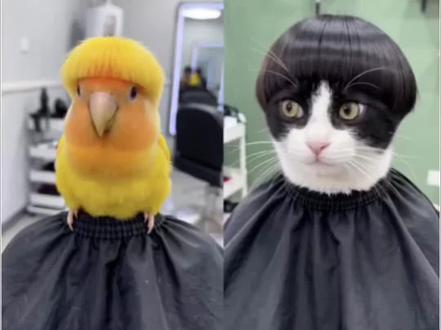 最美萌宠锅盖头出现了AI给宠物精剪锅盖头特效教程!#ai剪锅盖头#即梦AI #AI分身戏精大赛 #我的AI分身杀疯了,ai剪锅盖头,仓鼠剪头,鹦鹉锅盖头,鹦鹉理发,锅盖头小鸟,#ai给宠物剪锅盖头特效入口教程,小猫发型视频教程,小猫发型ai生成,小猫发型ai特效,剪映,狗狗发型特效拍同款,小猫发型ai,小猫发型教程,男生小猫发型教程,奶牛猫理发视频,猫咪发型特效,猫咪发型特效教程,猫咪发型特效制作,猫咪专用特效拍同款,猫咪特效模板拍同款,狗狗发型ai特效教程,狗狗发型特效制作教程,AI萌宠剪锅盖头特效制作教程,ai剪锅盖头模板,鹦鹉给自己做造型,给鹦鹉剪头发,锅盖头老鼠,仓鼠理发视频,仓鼠托尼造型,猫咪剪毛造型图片,理发前vs理发后猫咪,ai剪锅盖头宠物,ai剪锅盖头模板,给鹦鹉剪发,猫咪剪成锅盖头,给猫剪头发,宠物理发,猫咪锅盖头表情包,猫咪头发型,猫咪理发教程,猫咪头发造型教程,猫咪剪毛造型搞笑,仓鼠可爱发型,仓鼠造型分享,仓鼠假发套全头,仓鼠造型假发