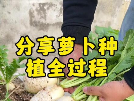 分享萝卜种植全过程。#萝卜种植技巧 #种植小技巧 #家庭种植 #上热门话题🔥🔥🔥 #新农人计划