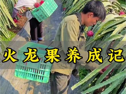 原来火龙果是这么种。#科普冷知识