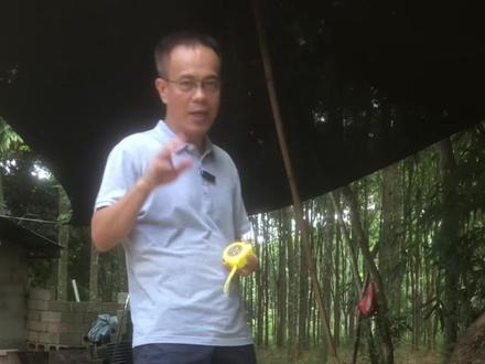 海南黄花梨的瘤疤料是怎么形成的?#海南黄花梨 #文玩 #助农 #收藏