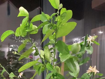 三个月前买的柠檬树,竟然要秃了,每天回家都看到一地的落叶,季节的原因吗?这小果实还会长大吗?#北漂生活vlog #柠檬树怎么养 #室内适合种柠檬树吗