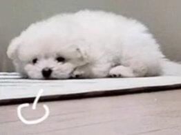 “所以长风渡的遗憾是什么”#长风渡 #长风渡大结局 #共鸣 #遗憾