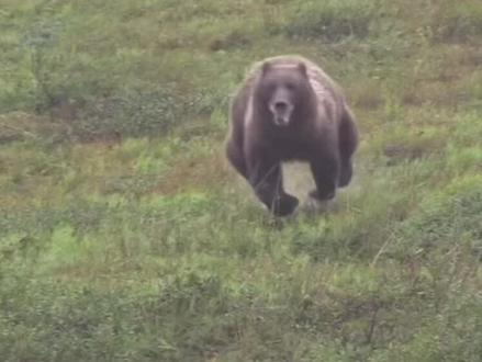 被熊攻击怎么办? 只有更多了解,才懂得如何应对。#黑熊袭击