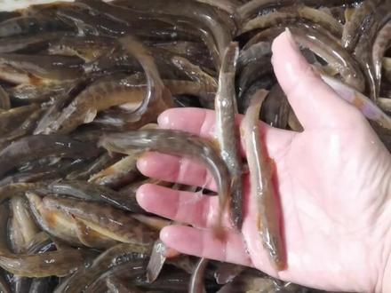 花泥鳅大个体到货重庆的朋友搞快哈30个左右一斤
