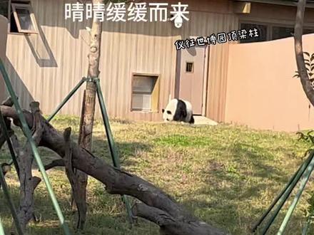 #动物园实拍视频 #熊猫界顶流 晴晴(江湖人称:哪吒晴)妈妈是吉妮(良良女儿)爸爸是青青(逃跑新娘白雪儿子)晴晴从小姑娘到伟大的熊猫妈妈至今从未瘦过,也是在吉妮妈妈肚子里呆着最长久的晴宝宝,创了吉尼斯记录的熊猫宝宝🍼……晴晴现在己 是三个熊孩子的妈妈👩……大女儿月亮和晴晴一起在扬州,月亮在扬州动物园,晴晴在仪征世博园,二女儿天天在九寨沟,小儿子晴天(江湖人称晴霸天)在中心。晴晴一家四口过着幸福的熊生。老天眷顾它们遇上了大爱无疆的奶爸 奶妈!!来扬州旅游亲妈粉一起来看看晴晴和月亮母女俩吧……等你们哟……共有8个熊孩子在扬州让大家一次爱个够#一方水土养一方熊猫