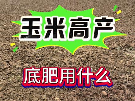 玉米高产,底肥用什么#分享农业小知识 #玉米种植 #增产增收才是硬道理