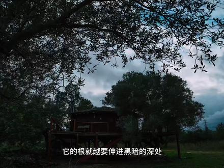 这次一个人搬到西班牙的橄榄树屋上写作,远离了喧嚣,就像曾经在独行冰岛的vlog中分享的,「一个人从不会孤独,只有在不同频的人群中才会。」把自己完全交与树的一部分,去体验尼采所说的“人和树一样,越是向往高处的阳光,它的根就越要伸进黑暗的深处”,而我的星空奇旅,总是在最黑暗的地方,眼前的星光才越绚烂。
树屋tour: 从第一次看见在树上的橄榄,它成熟后像葡萄一样,到孤寂的树屋,热闹到可以容纳着我接下来的一切。树干穿出在地板上,感觉这个房子像是长出来的一样。我也成了树的一部分。房门的“niudebuho”,房主说这是“猫头鹰的家”,buho在西语就是猫头鹰的意思。那一刻感觉它真是为昼伏夜出的我而存在的。
在这片树林里,我会低头关注掉落的橄榄,也会遥望头顶的繁星。「日头出来,日头落山,急归所出之地」,在太阳的匆匆升起和落下之间,遁世的慢生活,让时间变得快了起来…
而最后,我们总会重回到惊涛骇浪的生活中 以在这个世界短暂「寄居者」的身份体验着未知的一切。客旅的家不是堆砌的砖瓦与水泥,融入的自然才会承载心灵可安放的一切,星空奇旅,也许就是在我们无法握住的结果中享受着过程的美好,在有限的生命轨迹中仍在继续着…
#安久的星空奇旅