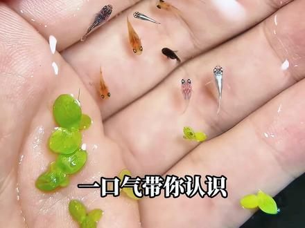 世界上最小的东西大合集,一个比一个离谱! #科普 #离谱 #涨知识