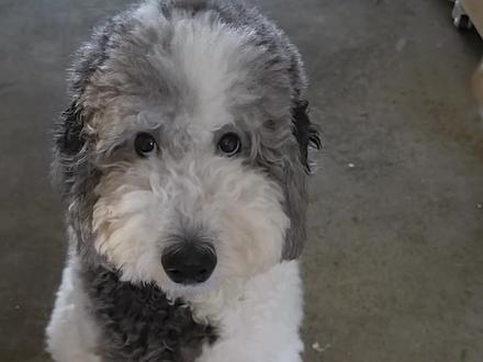 有没有会狗语懂狗狗动作表情的狗友大神啊,快来帮我们翻译翻译吧,孩子究竟是要让我干啥呀。#狗语十级的人 #狗语翻译 #狗语十级 #狗语者 #狗语十级铲屎官无障碍交流