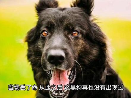 黄来金 白来银 黑狗来报应#关注我每天分享不同的故事 #奇闻异事 #狗狗 #动物的迷惑行为 #民间故事