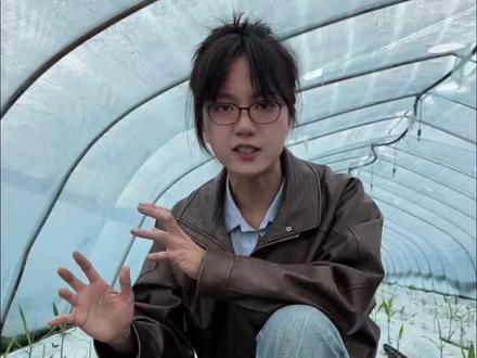 姜地实拍,壮苗遭遇烤苗难题,实用调理方案分享,快速救苗提长势!#新农人计划2026 #来抖音学农技 #乡村守护人 #大姜种植 #烤苗