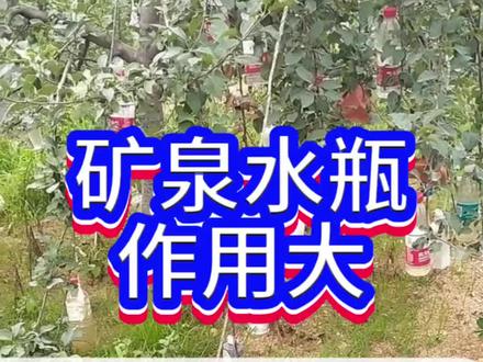 矿泉水瓶作用大,果实蝇针蜂全不见#果蝇#蔬菜种植#种植小技巧#种菜#果蝇诱虫剂