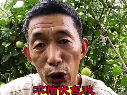今年伏天是秋包伏!真得很热吗?#民间谚语节气 #三伏天 #农耕文化 #农业谚语 #民俗文化