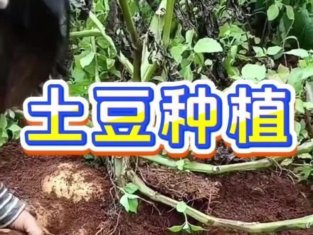 土豆膨大配方自己配 #土豆种植#土豆种植技术#洋芋种植#三农种植#马铃薯种植