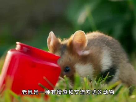 老鼠不仅会笑还会打喷嚏?这是怎么回事儿呢? #老鼠 #冷知识 #动物冷知识 #动物世界 #科普一下 #动物科普