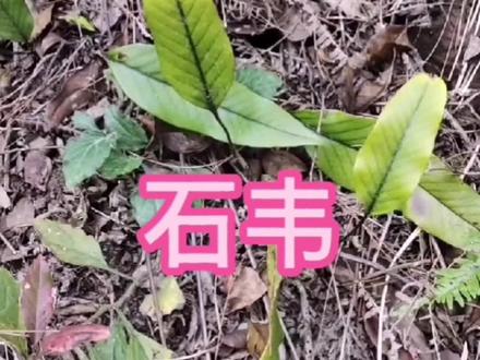 石韦,又称化石草,别名肾精草,全国共有37个品种,古人常把它和活(huo)血丹、车前草一起使用#中草药 #植物精油