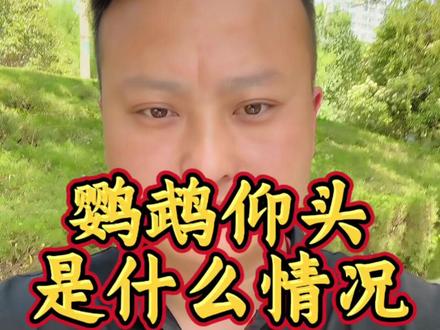 鹦鹉仰头什么情况 #鹦鹉养殖 #鸟类养殖