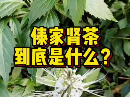 傣家肾茶#猫须草#西双版纳南药园#健康养生#dou出新知@抖音小助手#中药