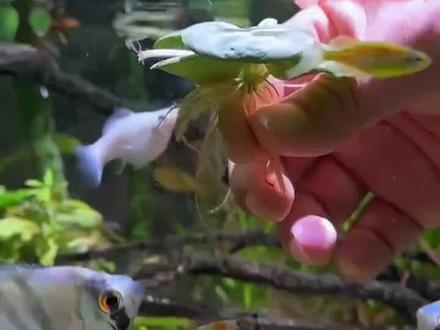 这个圆心萍水草能净水能增氧,非常适合给鱼缸造景#养鱼日记 #观赏鱼 #鱼缸造景 #水草#圆心浮萍
