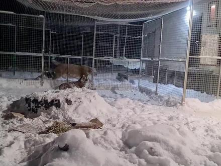 给600斤大老虎闻“猫薄荷”,看它会如何反应,网友:真的醉了!#大猫 #东北虎 #猫科动物 #老虎#野生动物