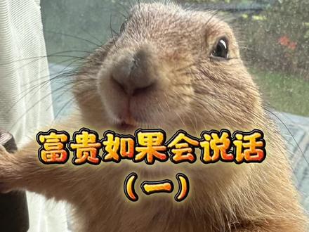 富贵犯错要给他及时纠正,不然它不知道在人类世界, 什么是对什么是错,要一点点教给它,必要时候可以用武力(第一次拍这个系列,剪辑了两小时姐妹们可以提提意见)#土拨鼠 #萌宠 #萌宠日常记录 #动物的迷惑行为 #萌宠出道计划