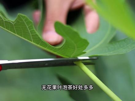 无花果叶泡茶好处多,到底有什么作用?分享简单手工炒制方法 #无花果叶