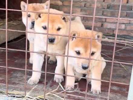 一级货啊 叫他们拿过来对比#广西土猎犬