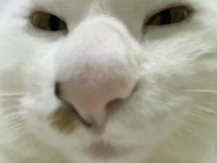 一分钟不找我你啥意思#猫咪怼脸杀视频 #丑猫 #蠢萌