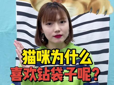 猫咪为什么喜欢钻袋子或箱子呢?#养猫小百科 #家有萌宠过大年