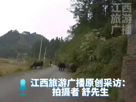 男子跑山遇到一群水牛,一头大牛突然亮出犄角,“可能是下意识地想保护小牛”